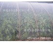 山東農(nóng)膜廠家直銷 大棚膜 PVC膜 PO膜 塑料薄膜重量廠家